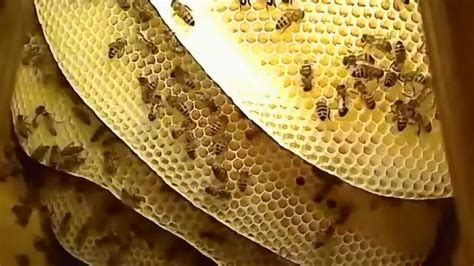 蜜蜂在家门口筑巢